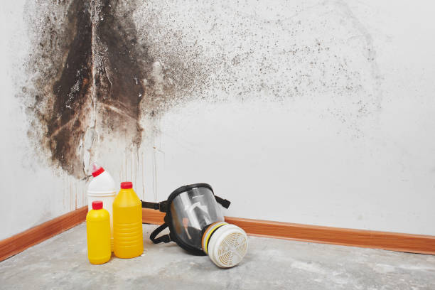 Best Fast Mold Removal  in Diamond, IL
