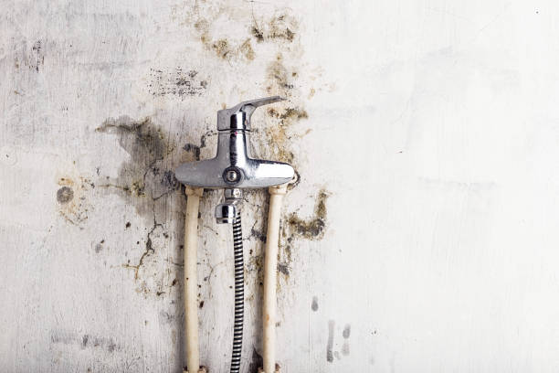 Best Fast Mold Removal  in Diamond, IL