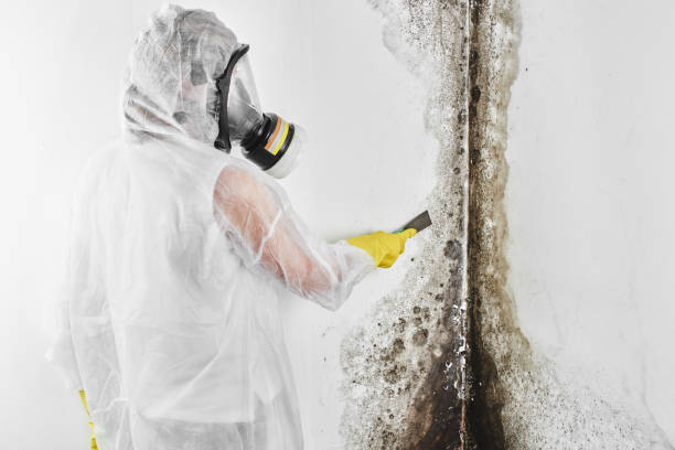 Reliable Diamond, IL Mold Removal Solutions