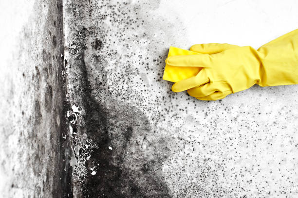 Best Mold Testing  in Diamond, IL