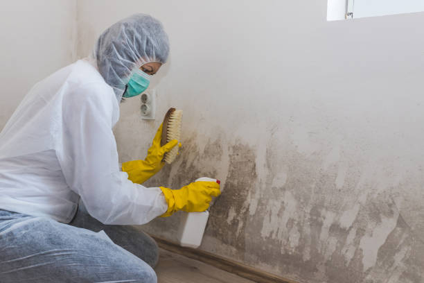 Certified Mold Removal in Diamond, IL