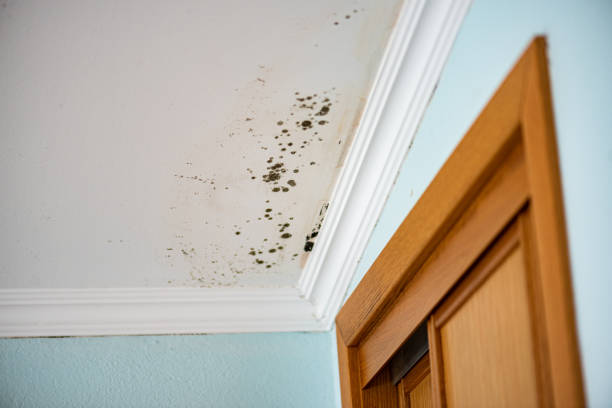 Best Emergency Mold Removal  in Diamond, IL