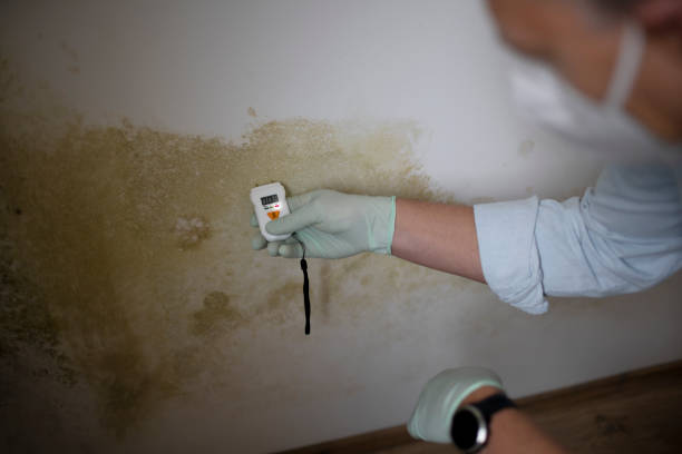 Best Commercial Mold Removal  in Diamond, IL