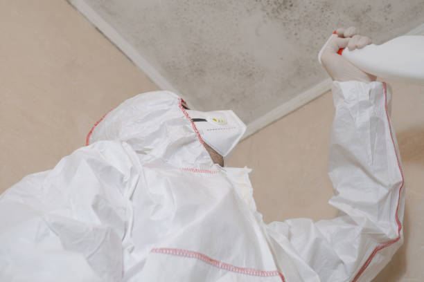 Attic Mold Removal in Diamond, IL