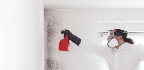 Best Mold Damage Repair  in Diamond, IL