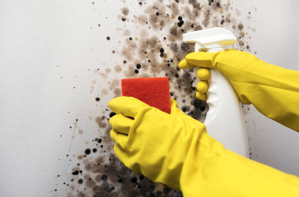 Mold Removal Process in Diamond, IL