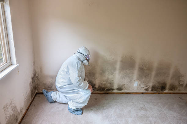 Best Commercial Mold Removal  in Diamond, IL