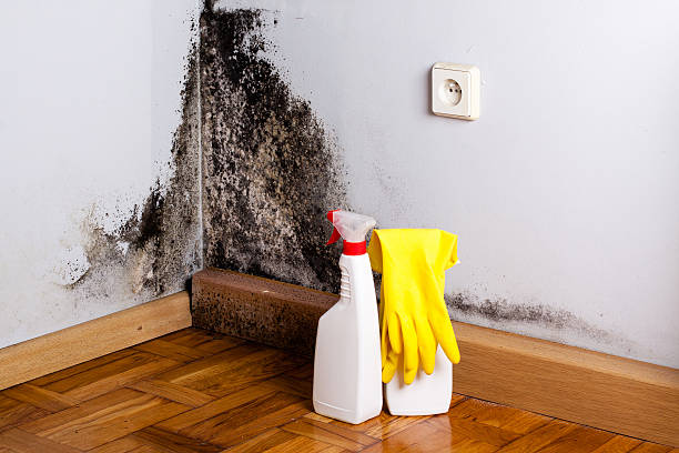 Best Emergency Mold Removal  in Diamond, IL