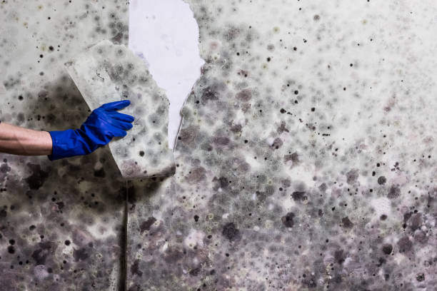 Best Attic Mold Removal  in Diamond, IL