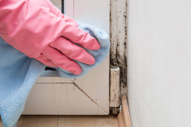 Best Mold Testing  in Diamond, IL