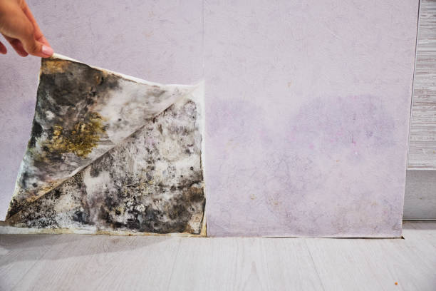 Best Affordable Mold Removal  in Diamond, IL